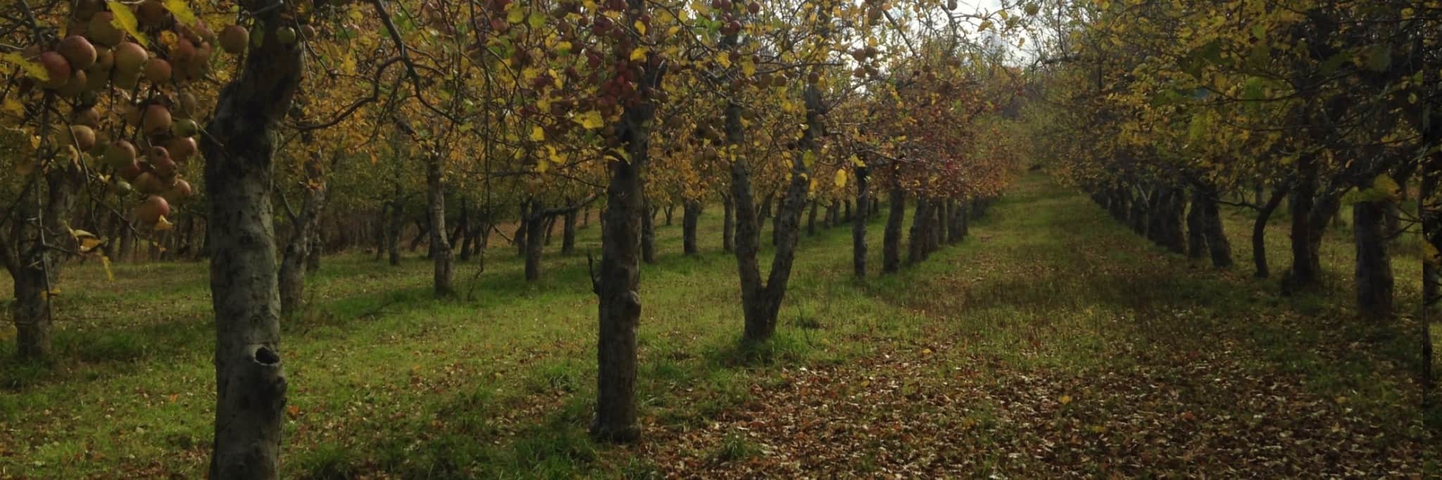 Orchard at Eve's Cidery