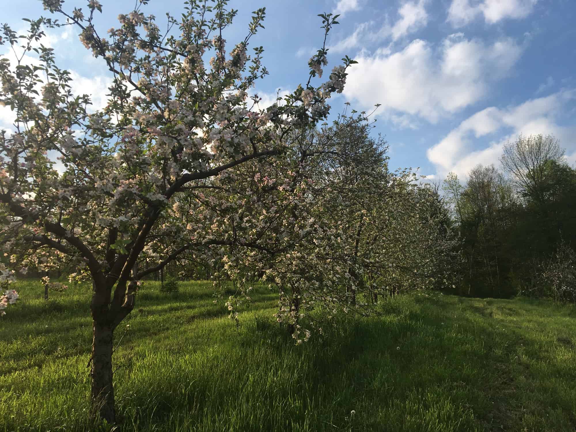 Blooming Apples