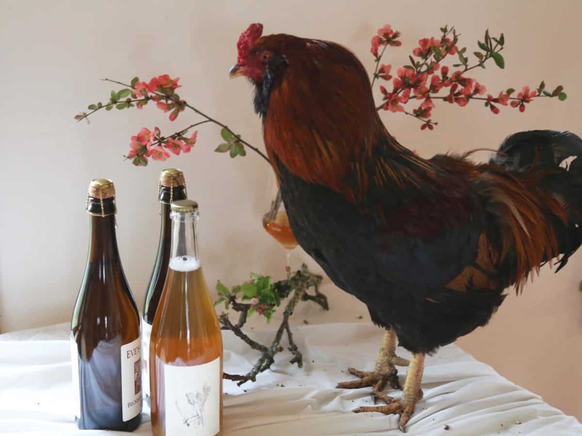 rooster and cider