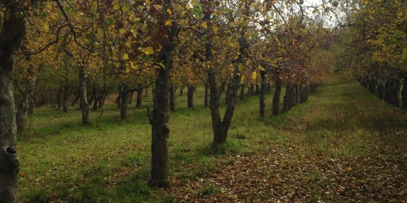 Orchard at Eve's Cidery