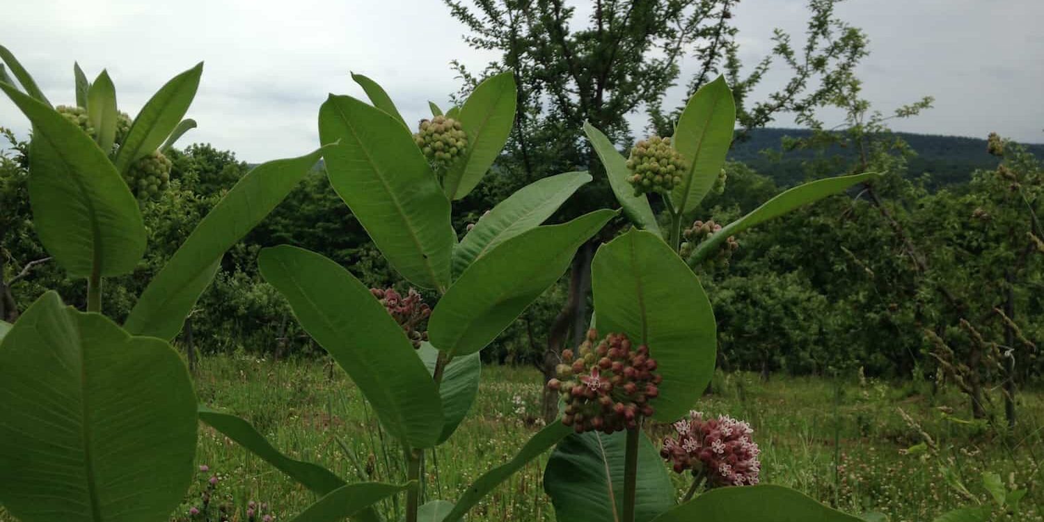 orchard-flowers-milkweed-at-eves-cidery